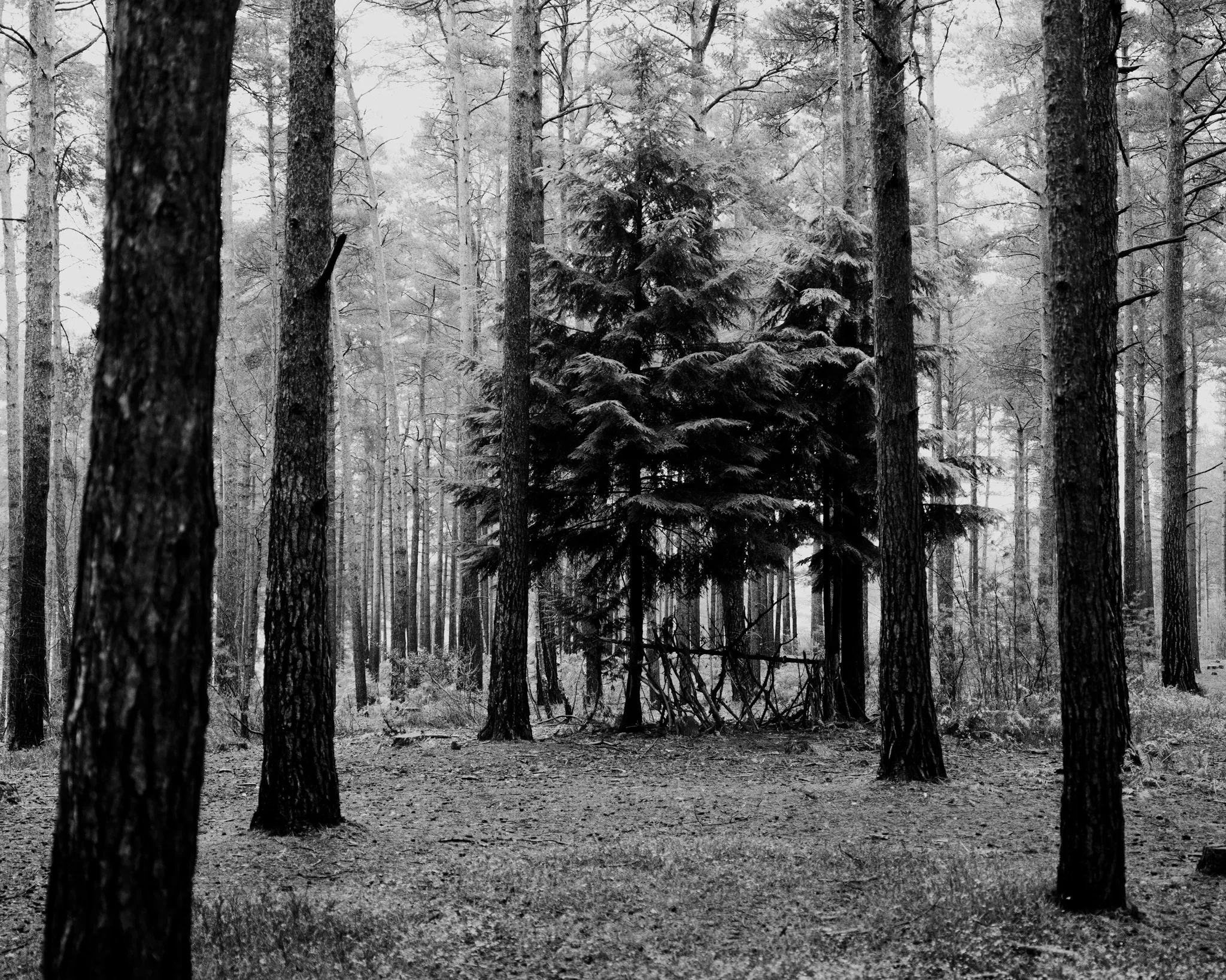 An image of two trees of a different species in a fores of pines.